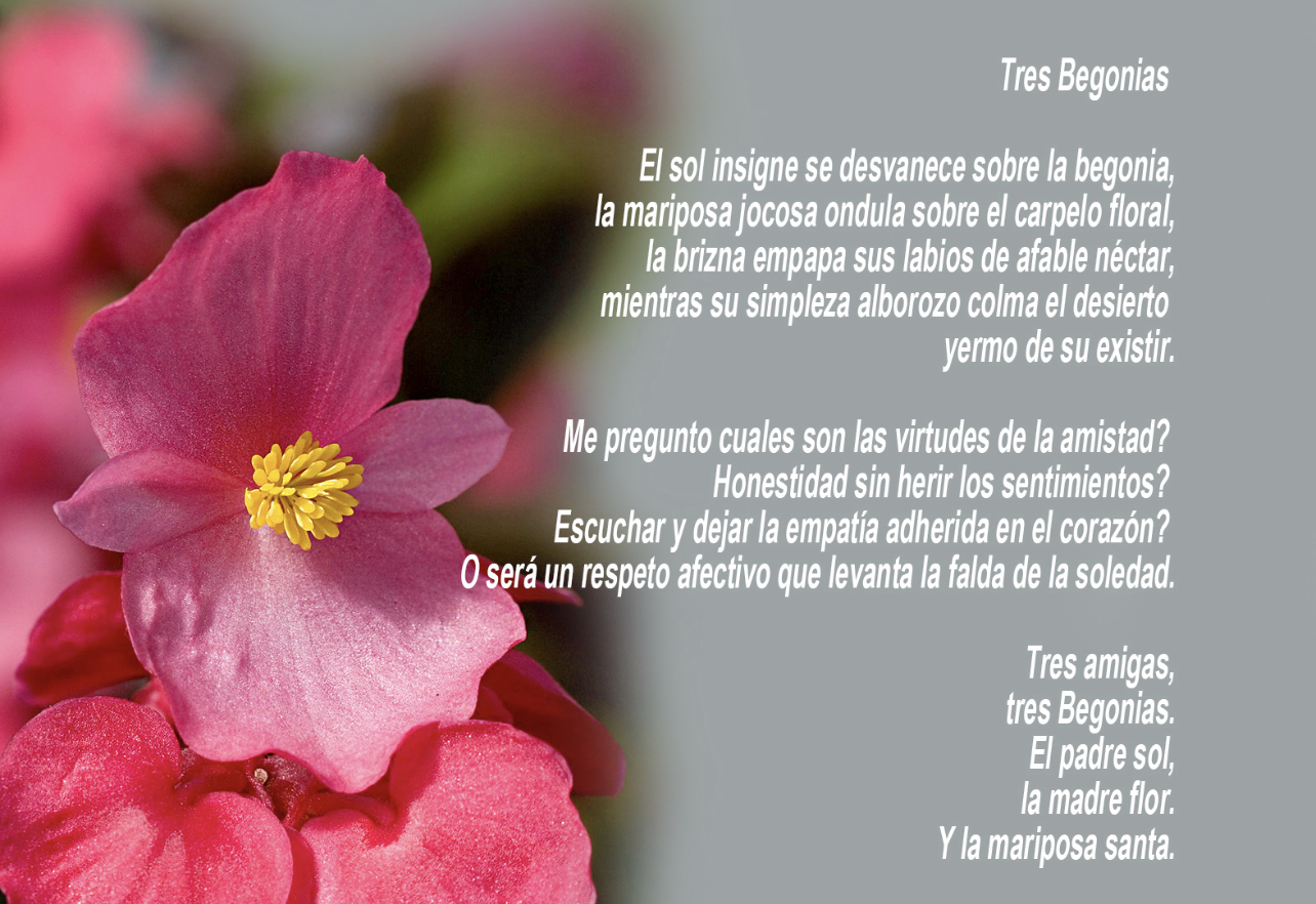 Tres Begonias
