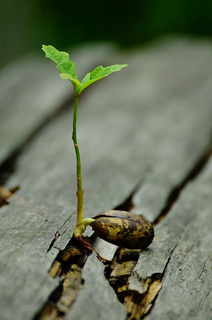 I Grow An Acorn For You?