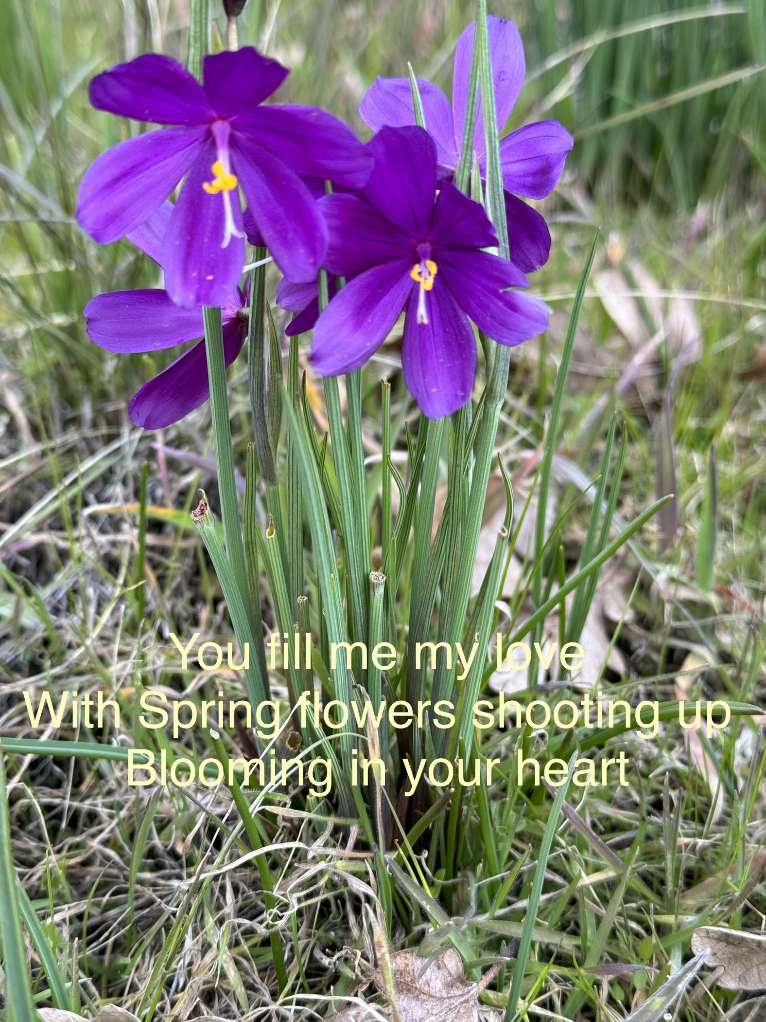 Spring Bloom
