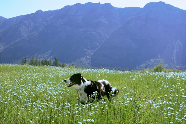 Dog Days Of Summer