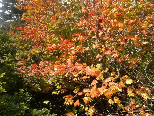 Autumn’s Colours (Triolet)