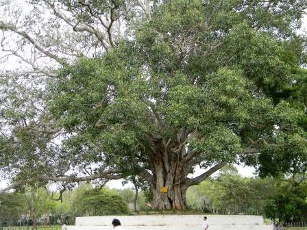 Tree 9 -Ashvattha -The Holy Fig Tree