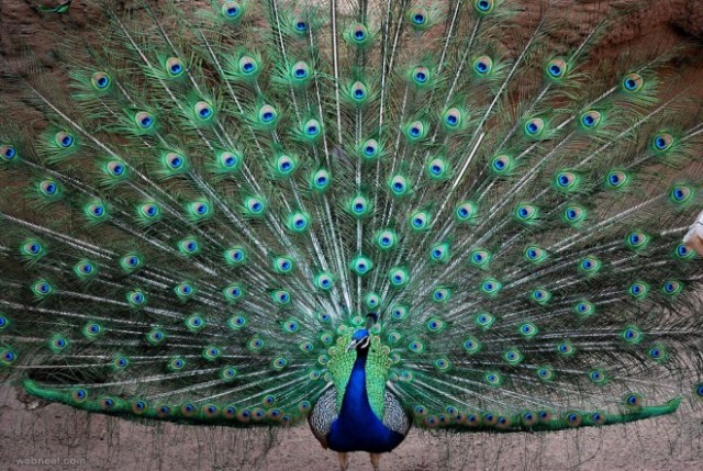 Flaunting Peacock