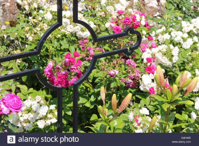 प्रेम पल्लव