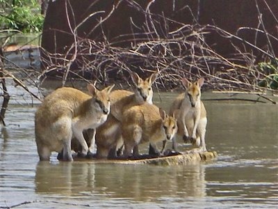 Australia - The Swimming Kangaroos