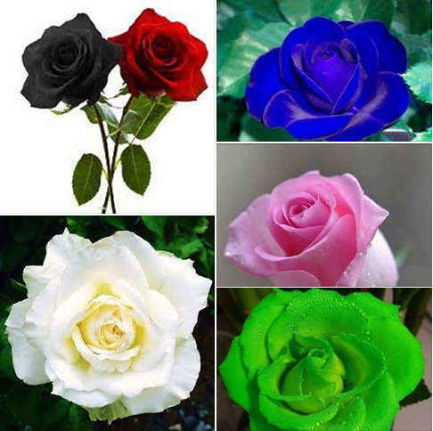 The Significance Of Roses