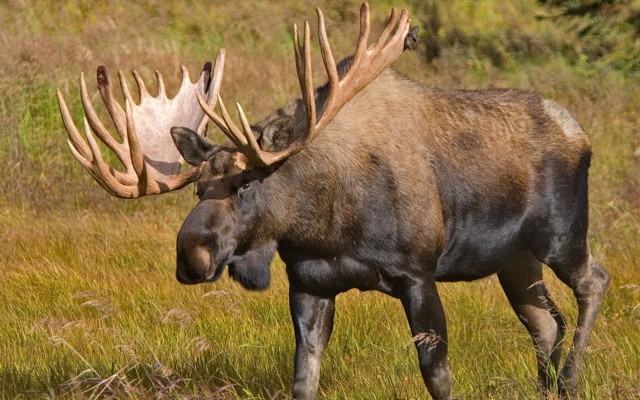 (limerick) The Unamused Moose