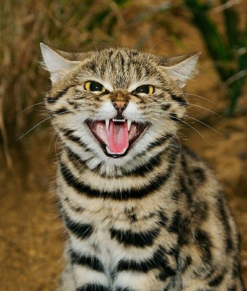 At The Sea Of Australia (The Black-Footed Cat)