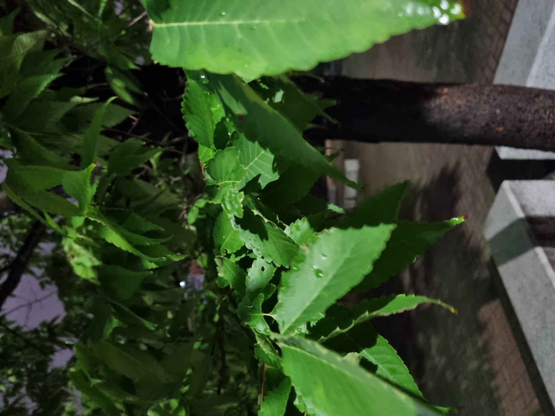 The Park Landscape In The Rainy Season