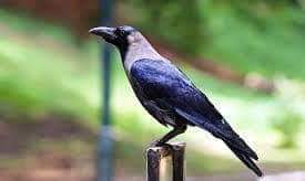 कौवे के बारे में
एक जरुरी कविता❗