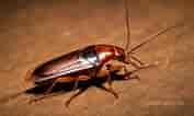 The Cockroach