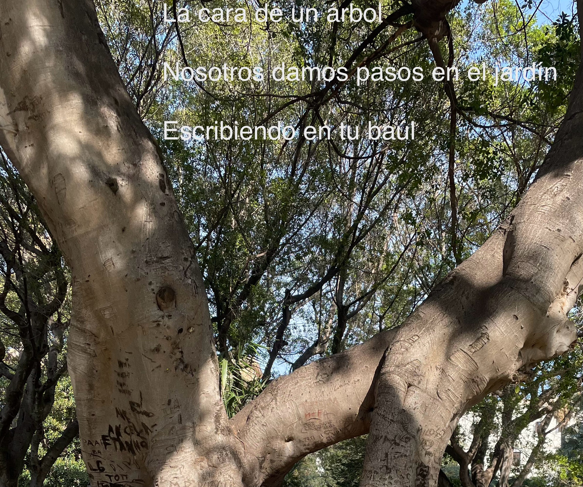 Garden Trees