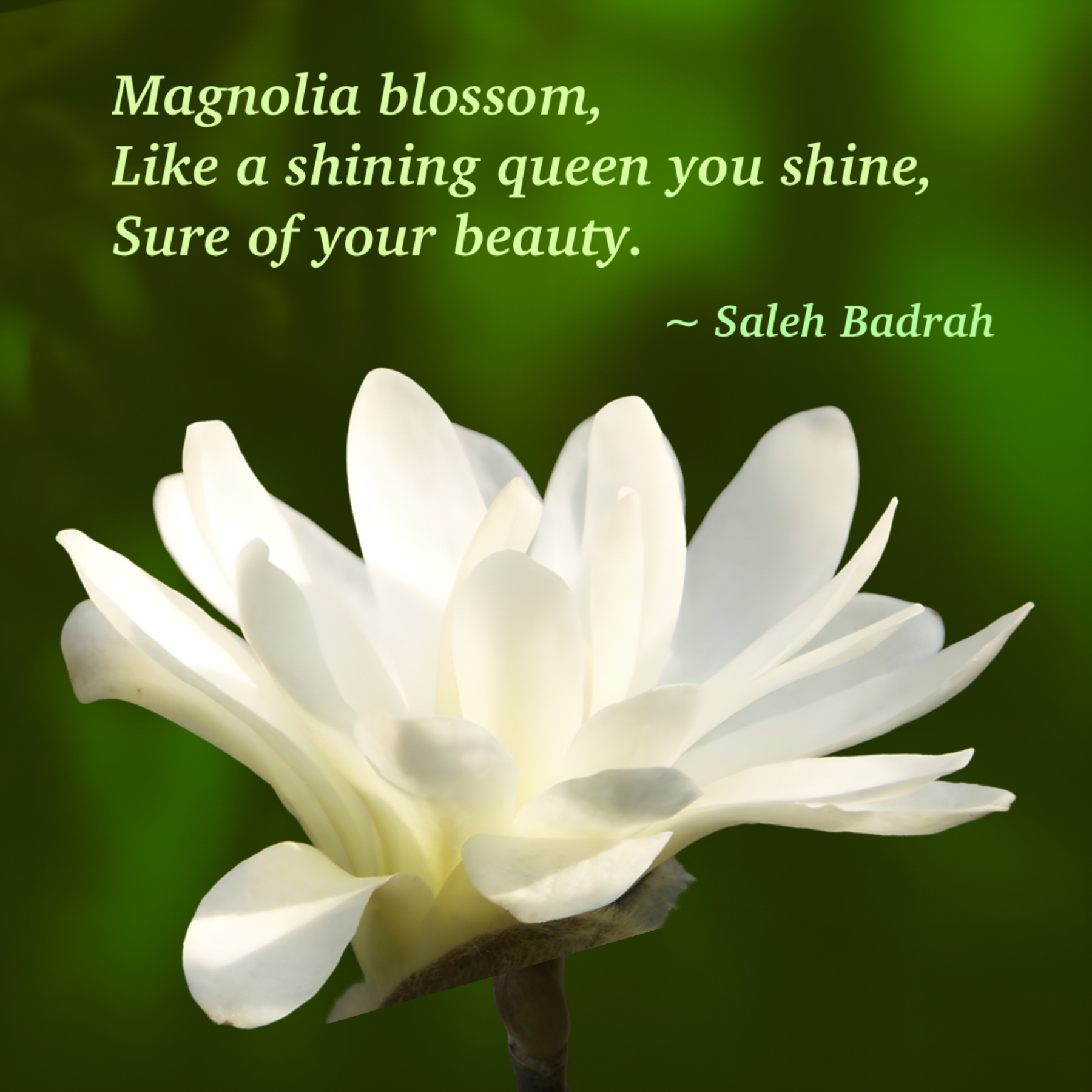 Magnolia Blossom