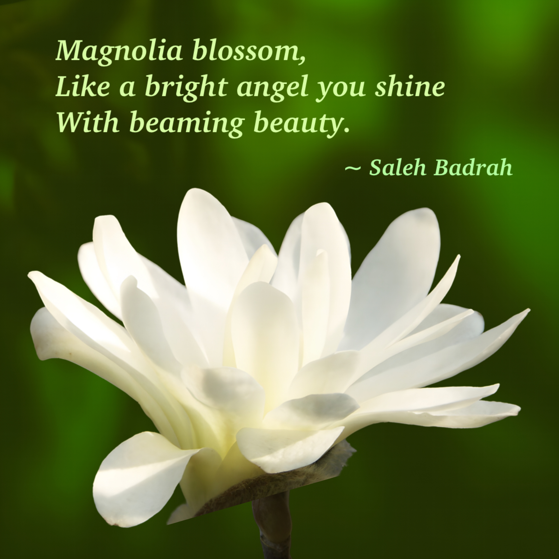 Magnolia Blossom