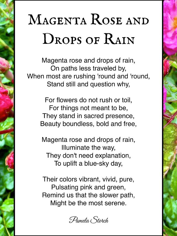 Magenta Rose And Drops Of Rain