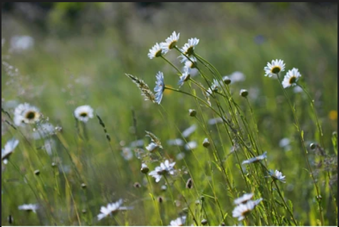 Oxeye Daisy