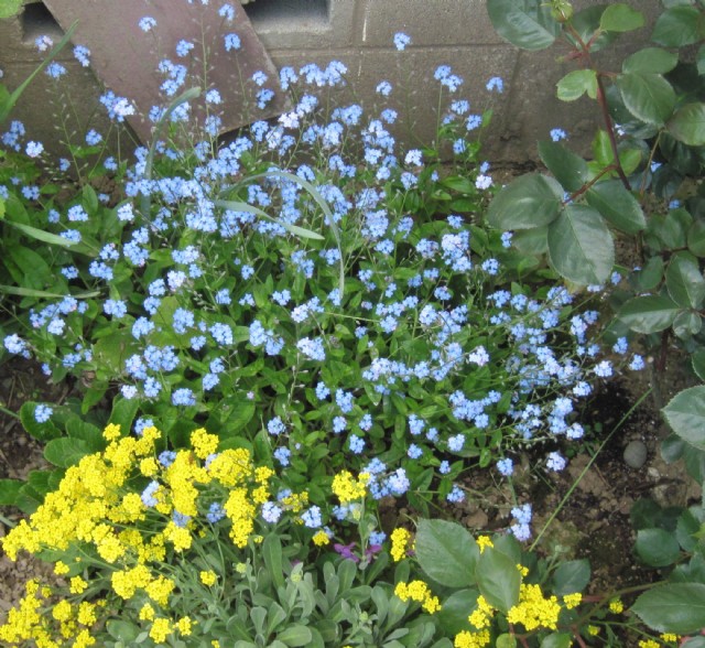Blue Is For Forget-Me-Nots