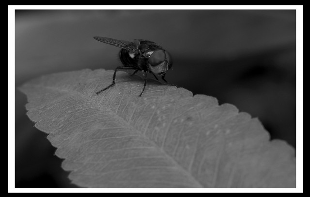 Housefly