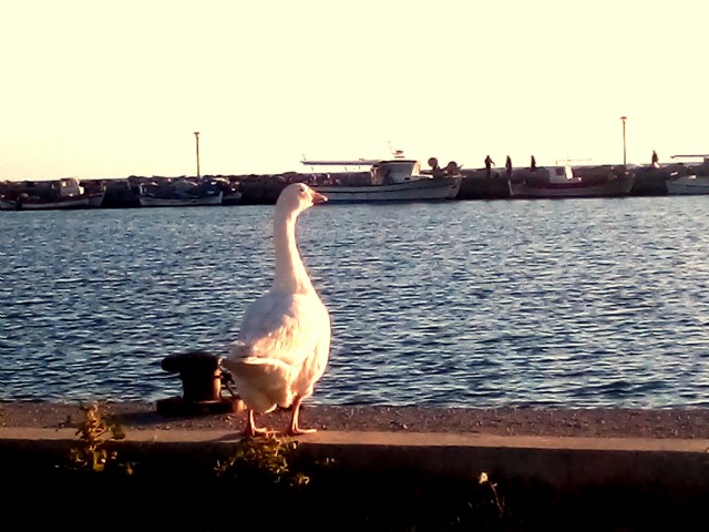 L Life Is A Miracle/Θαυμα Η Ζωη