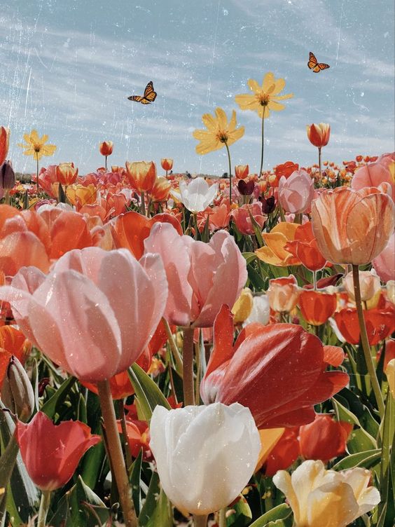 Oh Flower Tulip