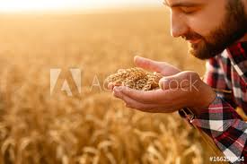 Rich Harvest And Farmer
