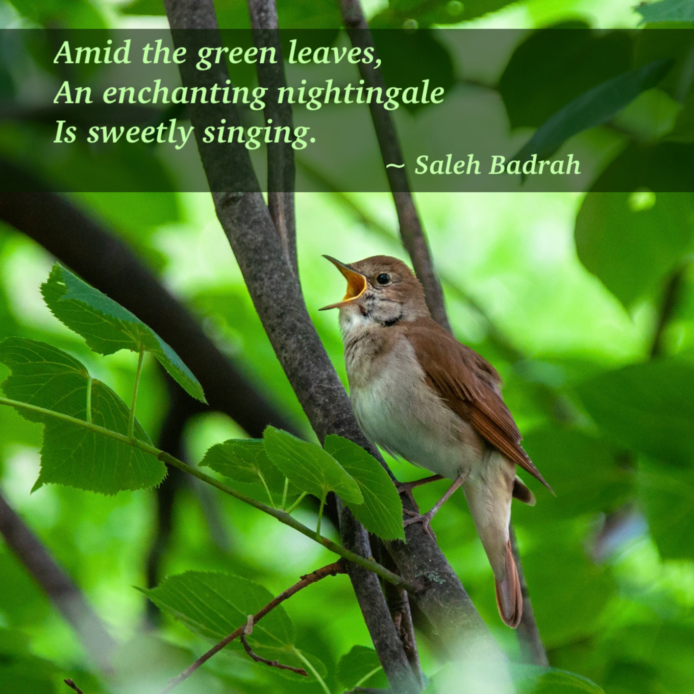 Sweetly Singing