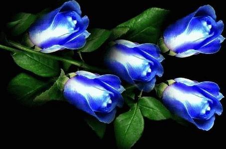 Blue Roses For Thee...