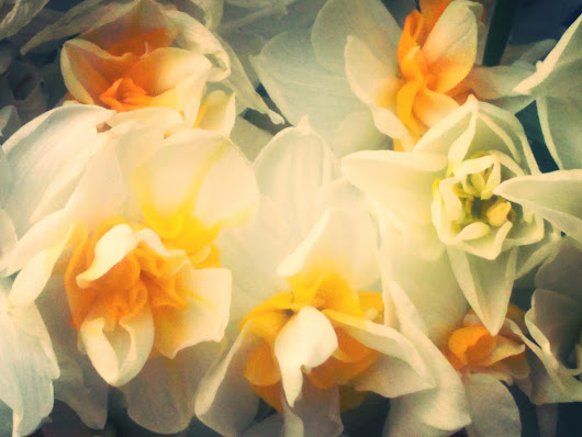 Narcissus Μανουσάκι