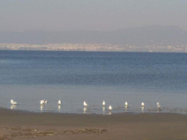 Ναυαγισμένες Ψυχές