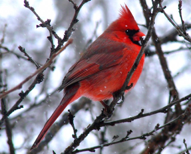 Do Birds Have Christmas?