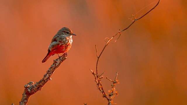 Vermilion Sunrise