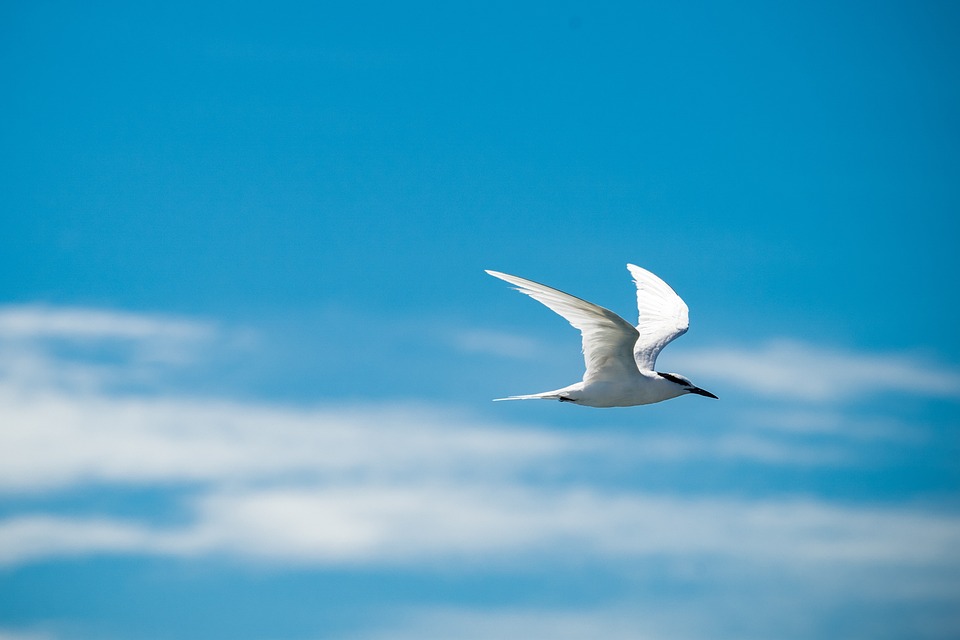 I Like To Fly Away