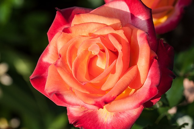 Roses In Gold