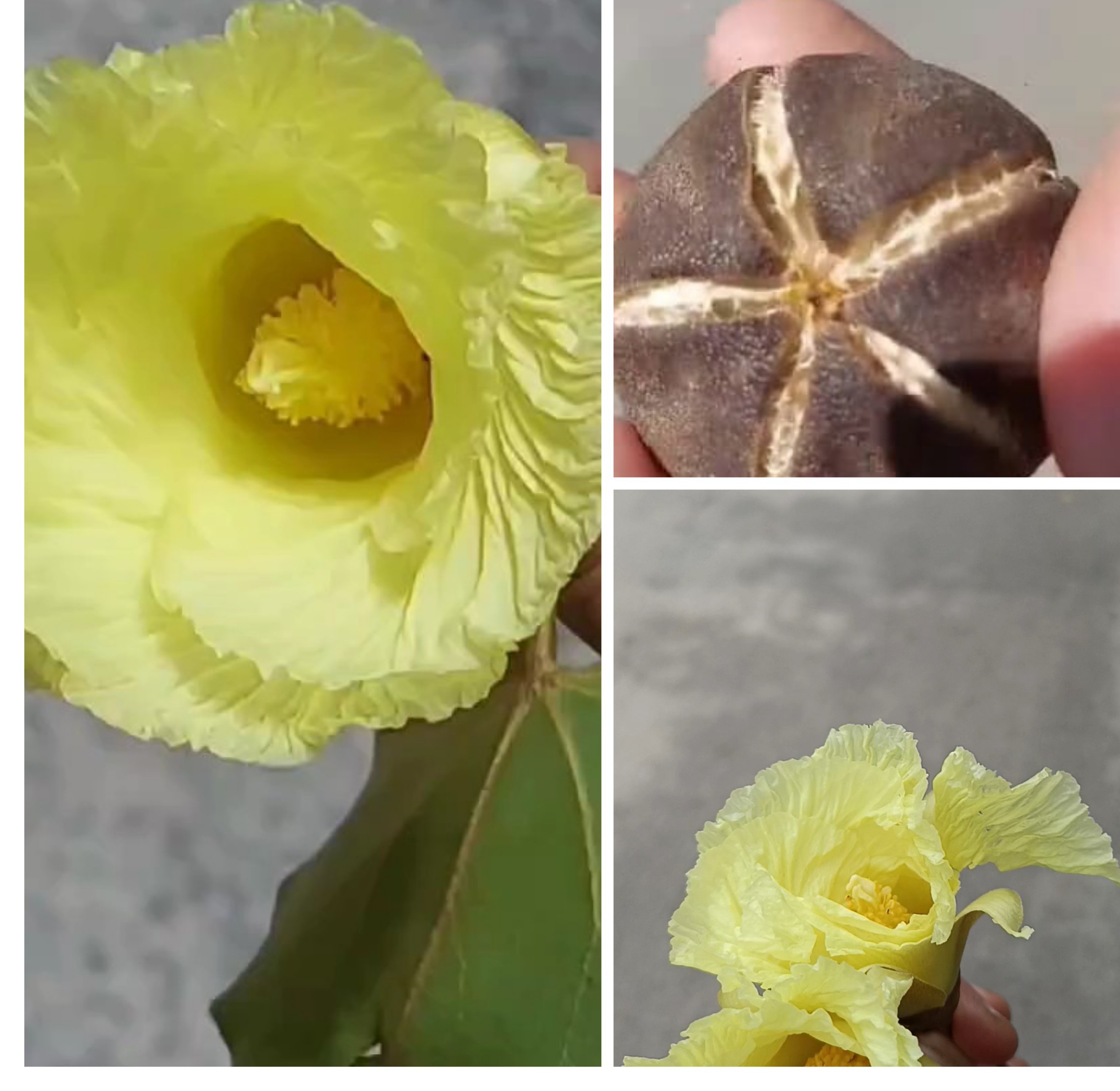 Portia - The Wonder Flower..!