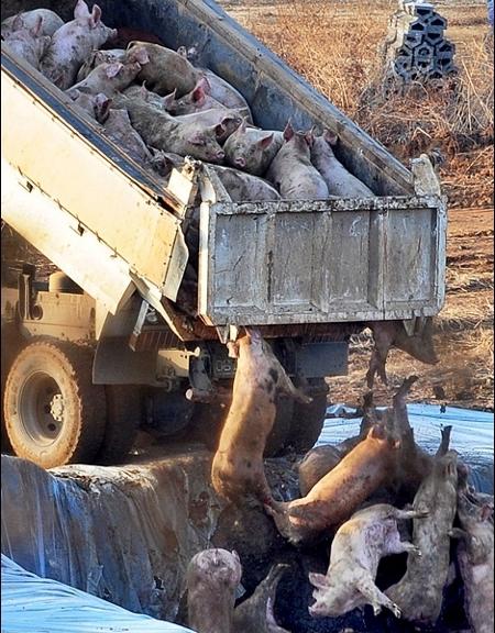 Zz Toxins In Cow And/Or Pig, Sheep, Bird, Fish Flesh, And/Or Animal Products