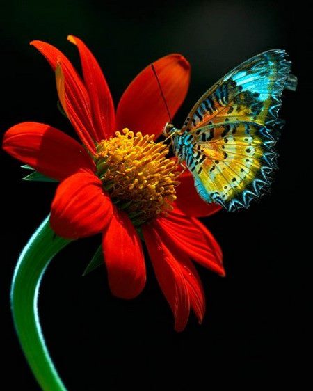 Flower For A Butterfly