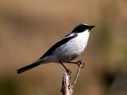 My Upanishadic Birdie Pie  3