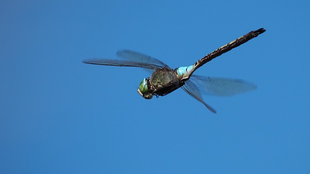 Dragonfly (Haiku#15)
