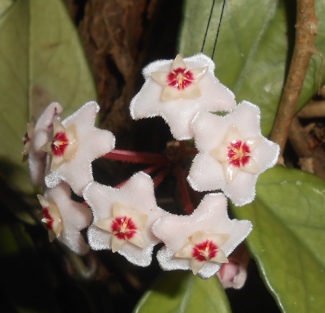 'Karabu Mal' Flower Of Ear Wear