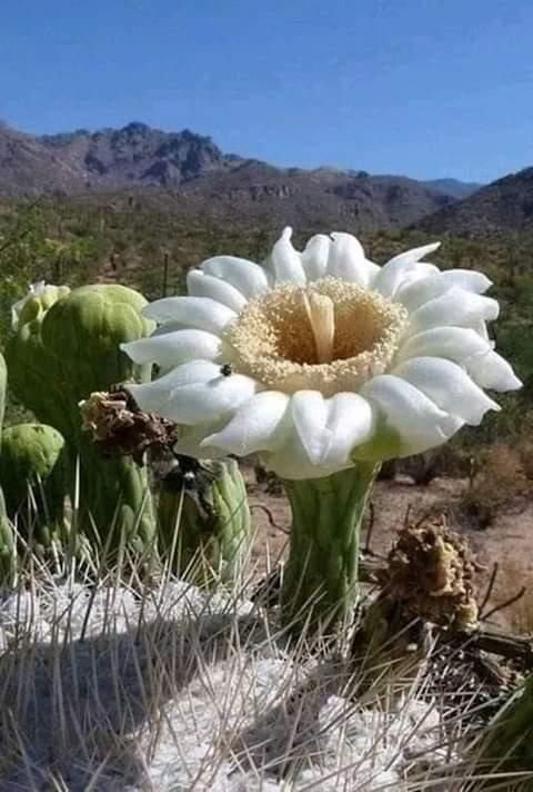Flower 19 - Mahameru - A Rare Bloom Of Purity