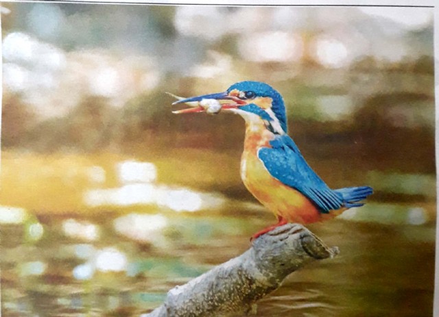 A Kingfisher's Pleasure