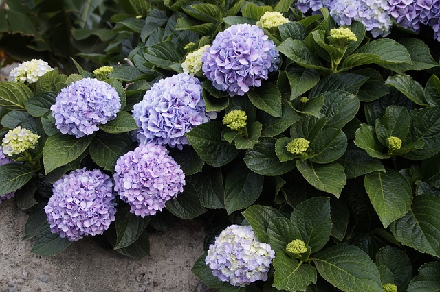 Snowball Bush Beckoning