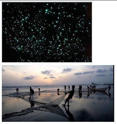 Sky   Fishes