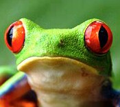 Frog On A Wet Tent Roof