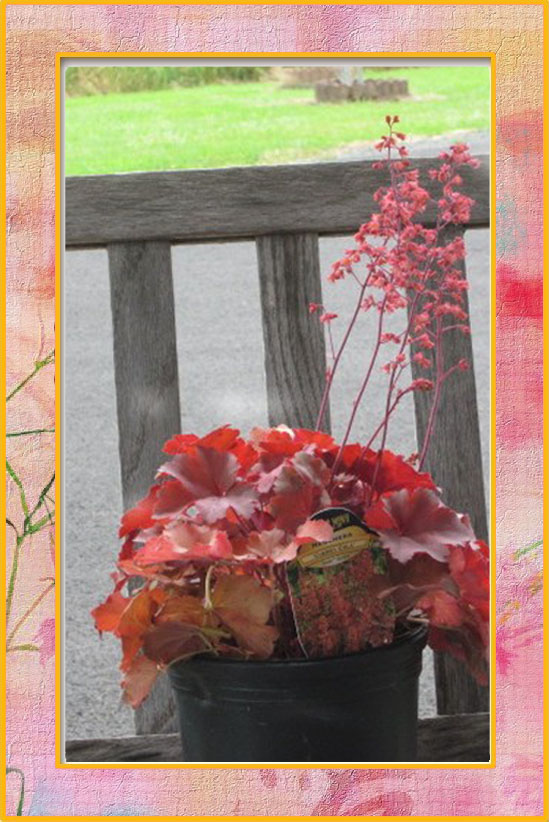 Cherry Cola Cora Bell