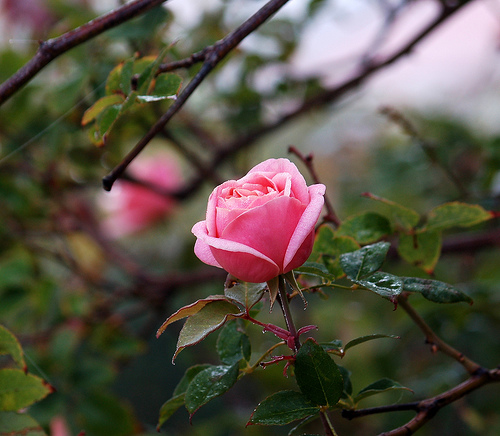 Mischievous Pink  Rose
