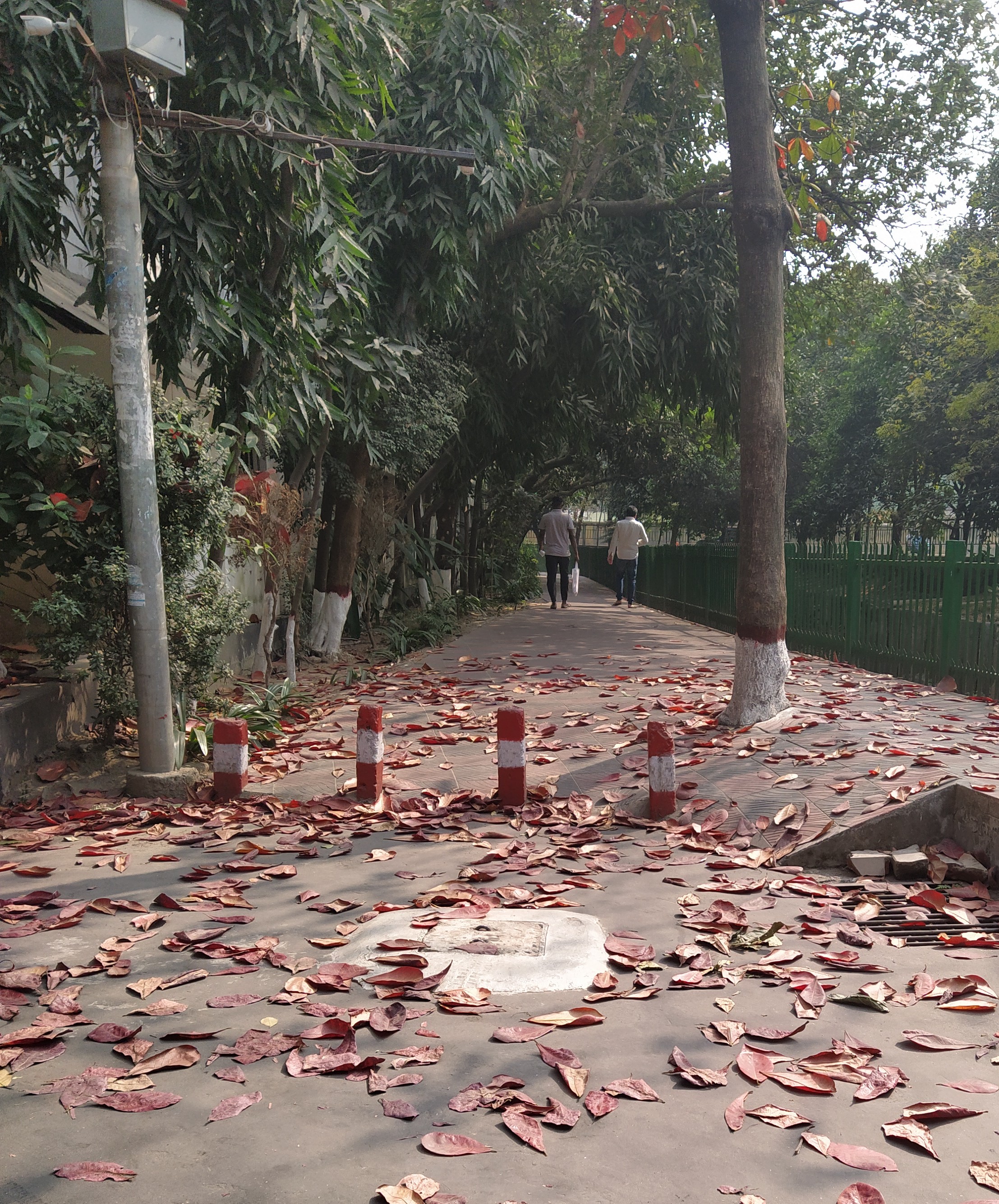 On Having Seen The Fallen Leaves