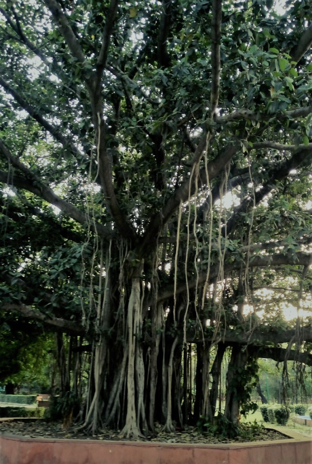 Tree 5 -I Am A Banyan Tree