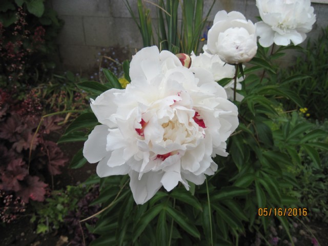 Special Peony