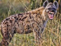 The Hyena Politicians